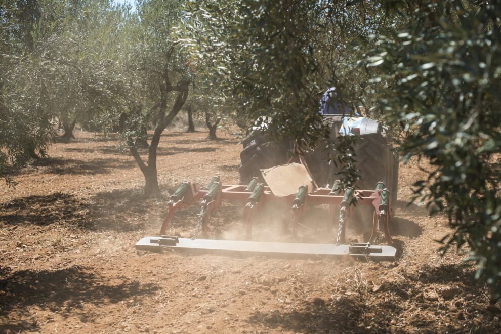 Tractor and olive trees